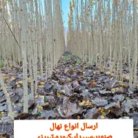 فروش نهال صنوبر اصلاح شده نیگرا ترکیه|خدمات باغبانی و درختکاری|فریدونشهر, |دیوار