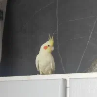 فروشنده|پرنده|اصفهان, خوراسگان|دیوار