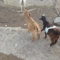 یک عدد بز جوان دوتا بز غاله ماده نگه داری