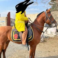 اسب عرب کورسی|اسب و تجهیزات اسب‌سواری|شاندیز, |دیوار