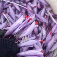 گل زعفران وسوپر نگین صادراتی