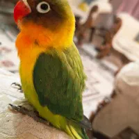 جوجه برزیلی دستی