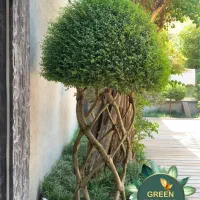 انواع خدمات باغبانی،هرس،سم‌پاشی و کوددهی گیاهان