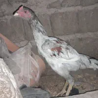 جوجه خروس بسیار زیبا قیمت مناسب