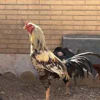 فروش تعدادی خروس محلی و لاری در بافت