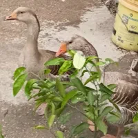 فروش یک جفت غاز وماده بزرگ شرط تخم گذار