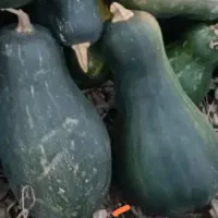 حلوایی جهت خوراک دام