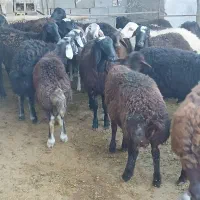 بره پرواری