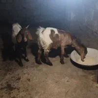 بز بزغاله پاکستانی|حیوانات مزرعه|دابودشت, |دیوار