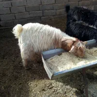 بزغاله|حیوانات مزرعه|بیرجند, |دیوار