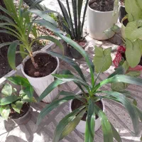 فروش تخم مرغ محلی نطفه دار    گل‌های طبیعی