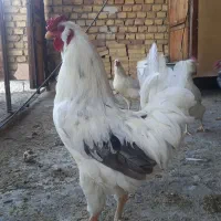 خروس گلین
