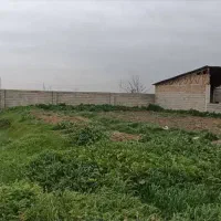 دامداری 30 راسی گاو شیری مجانی|فروش دفتر صنعتی، کشاورزی، تجاری|گنبد کاووس, |دیوار