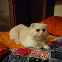 اسکاتیش فولد