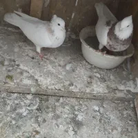 طوقی|پرنده|گرگان, |دیوار