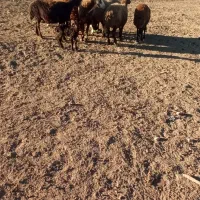 میش آبستن میش بره|حیوانات مزرعه|کوهدشت, |دیوار