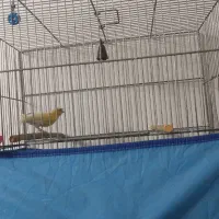 نر قناری|پرنده|قم, زمان زاده|دیوار