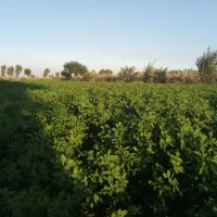بذر یونجه