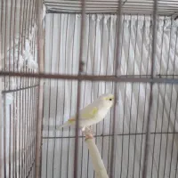 قناری ماده