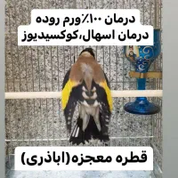 سهره.قناری.کبوتر|لوازم جانبی حیوانات|شیراز, آزادی|دیوار