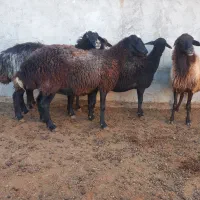 گوسفند چاق ودرجه یک