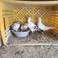 صید .سرور.المانی .جوجه