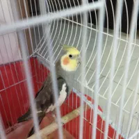 عروس هلندی بالغ آواز خوان|پرنده|نجفآباد, سعدی|دیوار