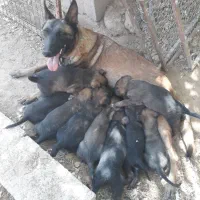 سگ مالینوینز