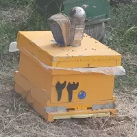 معاوضه کندو کف باز با کف بسته چوب نراد