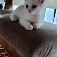 گربه اسکاتیش