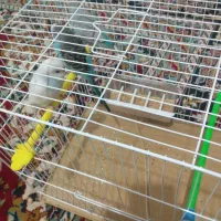 مرغ عشق|پرنده|سلامی, |دیوار