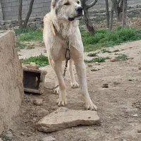 سگ میکس سراب افغان