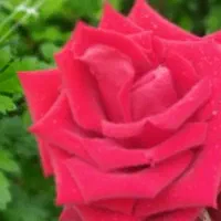 سرویس محلات