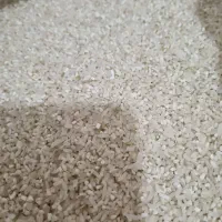 لاشه نیم دانه کشت دوم طارم بهنام سورت شده