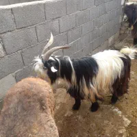 بز میش بره|حیوانات مزرعه|کوهرنگ, |دیوار