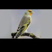 سهره قناری دهن لر  فروشی