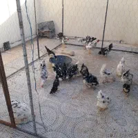 مرغ گلین