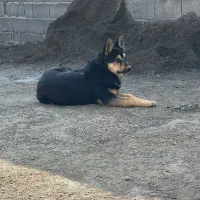 سگ ژرمن ماده|سگ|صوفیان, |دیوار