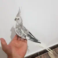 عروس هلندی اهلی