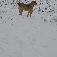 سگ سرابی اصیل