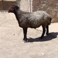 قوچ|حیوانات مزرعه|کوهدشت, |دیوار