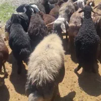 گوسفند بره دار