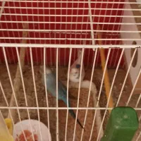 مرغ عشق|پرنده|شیروان (خراسان), |دیوار