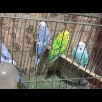 مرغ عشق انگلیسی|پرنده|کرمانشاه, |دیوار