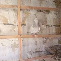 سرورنر|پرنده|چناران, |دیوار