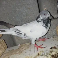 کبوتر|پرنده|میناب, |دیوار