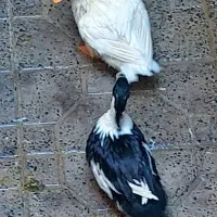 اردک