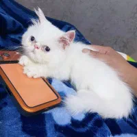 واگذاری گربه پرشین سوپرفلت