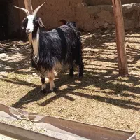 بز و بزغاله