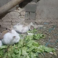 واگذاریه|موش و خرگوش|ساوه, |دیوار